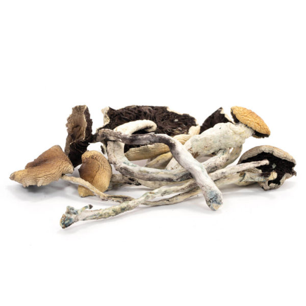 B+ Cubensis Mushrooms B+ Cubensis Mushrooms