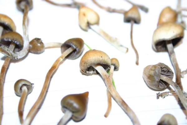 Buy Liberty Caps