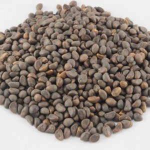 Buy Morning Glory Seeds Buy Morning Glory Seeds