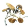 Mazatapec Magic Mushroom