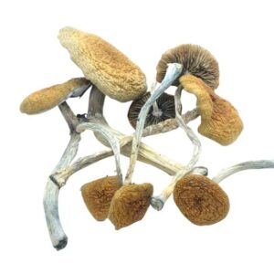 Mazatapec Magic Mushroom