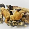 Cuban Magic Mushrooms