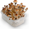 Golden Teacher Mushrooms