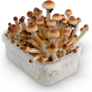 Golden Teacher Mushrooms
