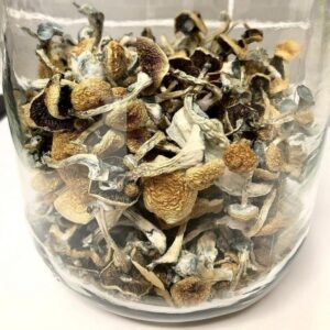 Buy Psilocybe Azurenscens