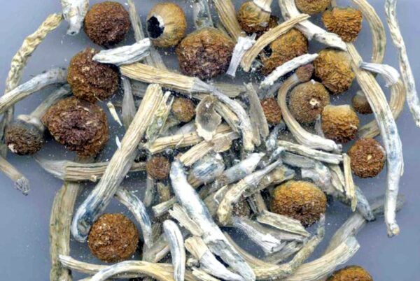 Buy Psilocybe Mexicana